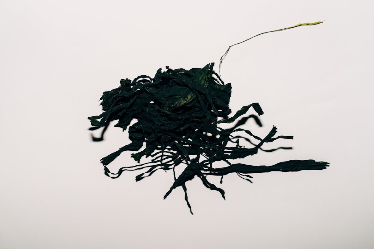 乾燥したがごめ昆布 ・ Dried gagome kombu