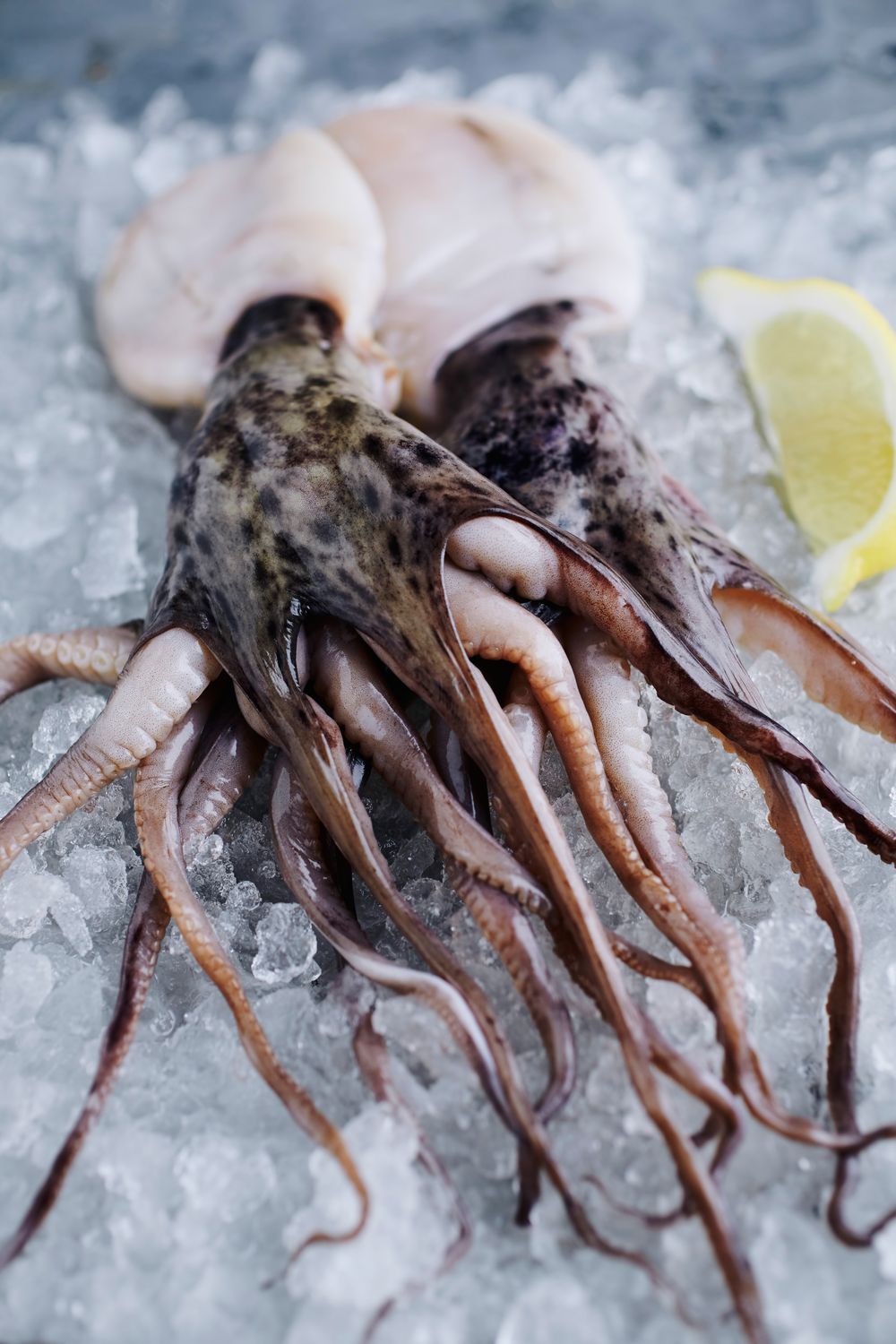 函館のイカ ・ Hakodate squid