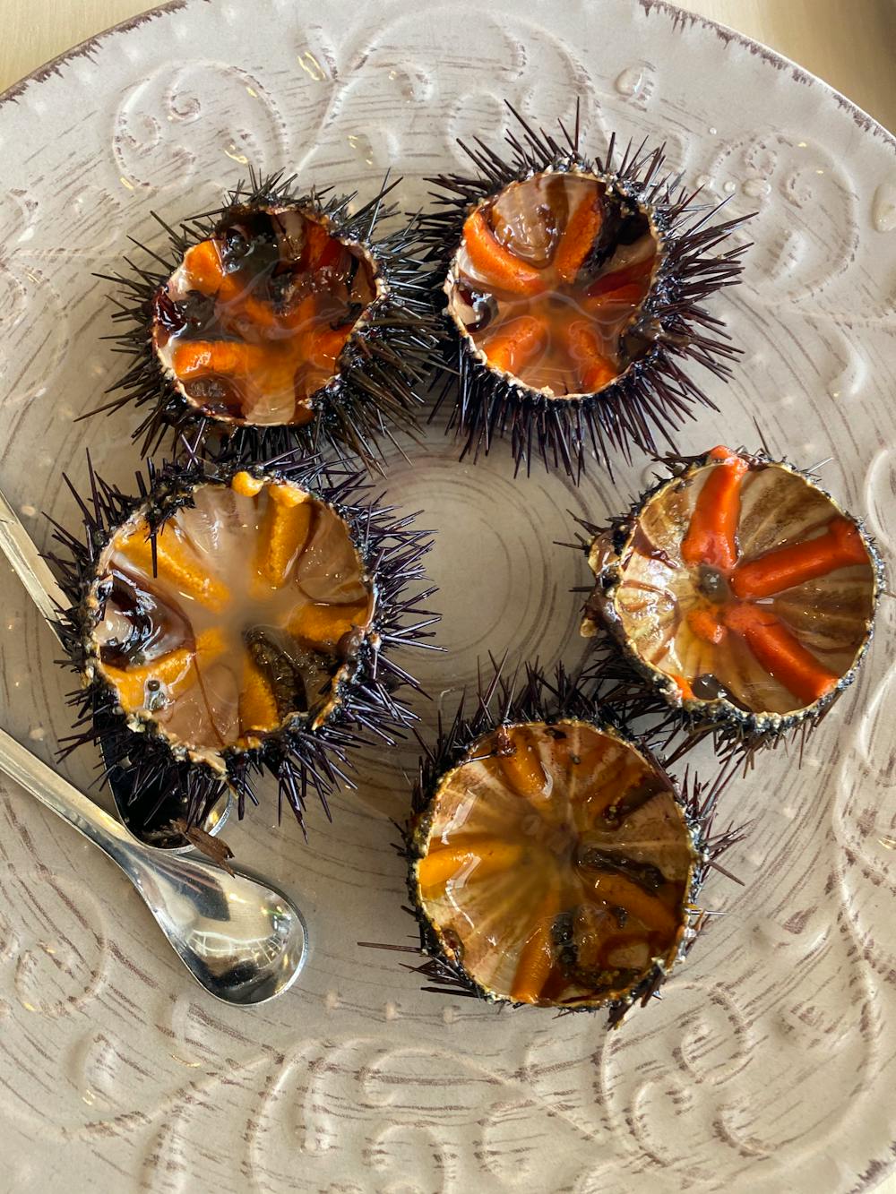 ウニ ・ Sea urchin